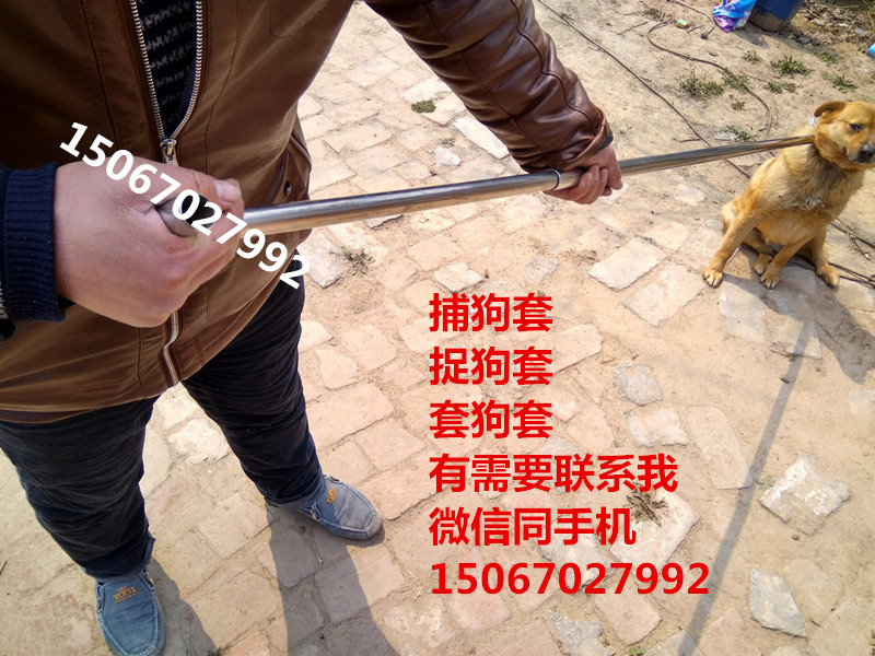 狗套2_副本150.jpg