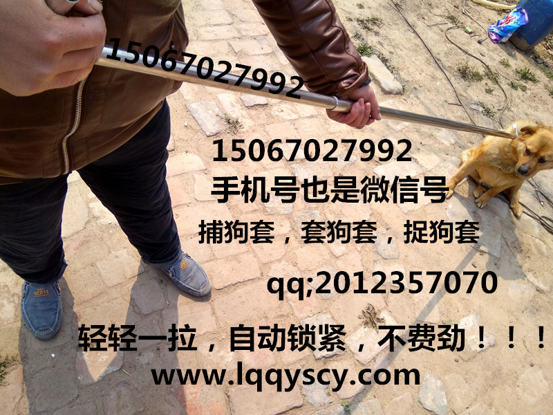 狗套0_副本150.jpg