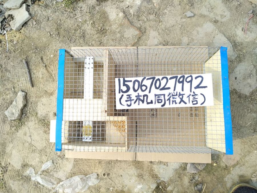 麻雀地笼 麻雀地笼