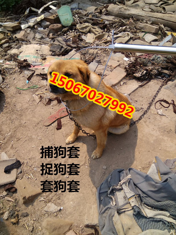 狗套7_副本150.jpg
