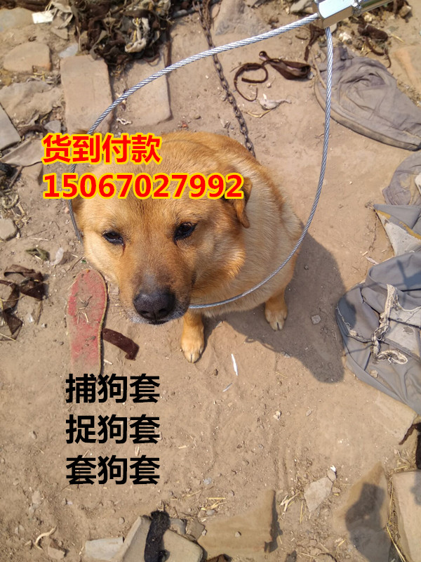 狗套6_副本150.jpg